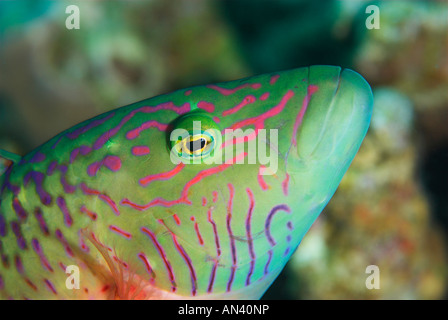 Cheeklined wrasse Oxycheilinus digramma fish closeup “Red Sea” Stock Photo