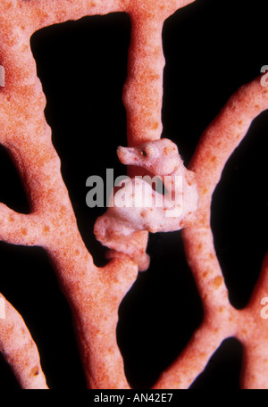 A pregnant male Pygmy Seahorse, Hippocampus denise, living on a pink sea fan. Stock Photo