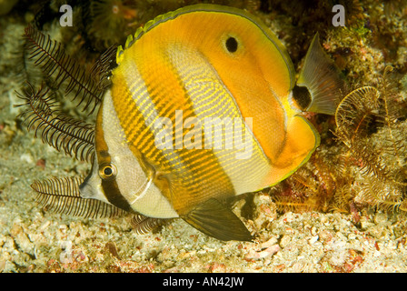 Orange banded butterflyfish Coradion chrysozonus Komodo National Park Indonesia