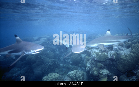 Blacktip Reef Sharks, Carcharhinus melanopterus Stock Photo
