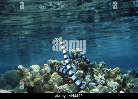 Banded Sea Krait, Laticauda colubrina swimming over coral reef.
