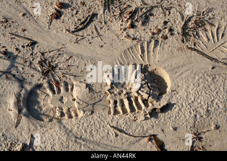 foot prints in the sand West Coast Algarve Portugal Europe Stock Photo