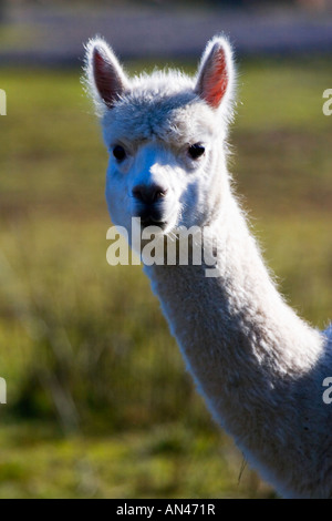 Alpaca, domesticated South American ruminant. Stock photo Stock Photo ...