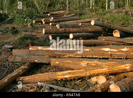 Pile of freshly cut pine and spruce logs laying on the ground , Finland Stock Photo