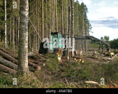 Finnish Taiga forest cut down by a Timberjack forest harvester , Finland Stock Photo