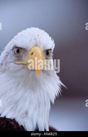 Bald Eagle Haliaeetus leucocephallus close up of head Alaska USA winter Stock Photo