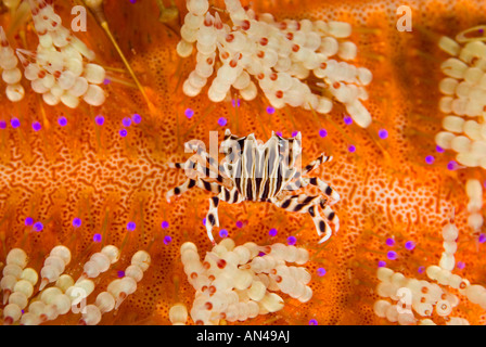 Zebra crab Zebrida adamsii on a fire urchin Asthenosoma varium Komodo National Park Indonesia Stock Photo