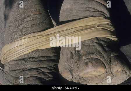 Detail of the legs of a sedated elephant which have been tied together to facilitate relocation Stock Photo