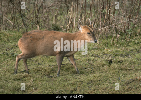 Muntjac (Barking) Deer Muntiacus reevesi adult male captive Stock Photo