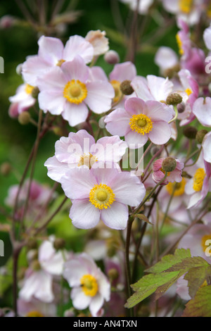 Hardy Grape Leaf Anemone Anemone tomentosa Robustissima Stock Photo - Alamy