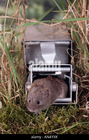 Longworth live catch mammal trap Stock Photo