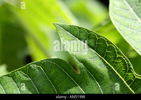 Green leafs in a tropical forest at Soberania National Park at Panama City Stock Photo