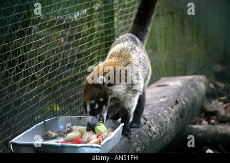 Tayra or Eira barbara animal seen in a refuge at Parque Nacional Soberania of Panama City Stock Photo