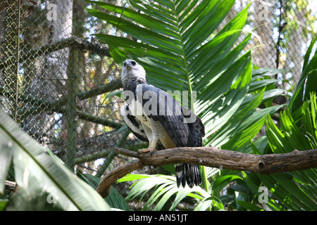 Harpija harpija or Harpy Eagle in a refuge at Soberania National Park in Panama City Stock Photo