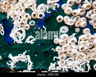 Barnacles covering the wood boards from a boat hull Stock Photo