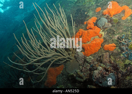 marine life growing on Sapona wreck, off Bimini Island, Bahamas Stock Photo