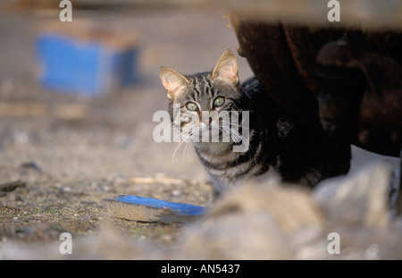 FERAL CAT Stock Photo