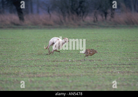 HARE COURSING Stock Photo