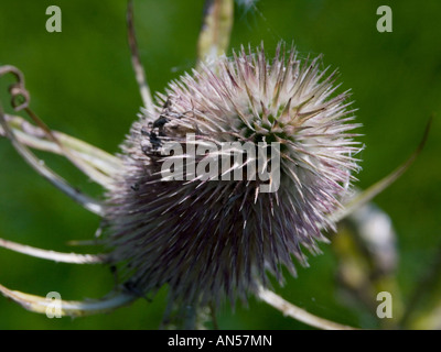 Close up of wild Teazel from above, England Stock Photo