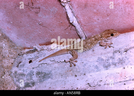 Moorish Gecko, Tarentola mauritanica. On urban setting Stock Photo