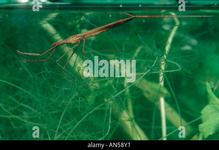 Water Stick Insect, Ranatra linearis. On pond Stock Photo