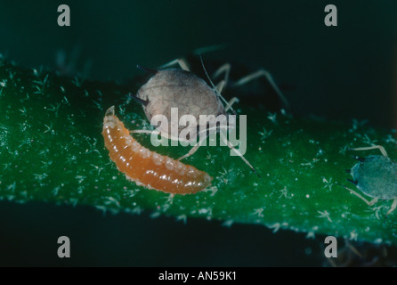 Hover-fly, Family Syrphidae. Larva on Aphid colony Stock Photo