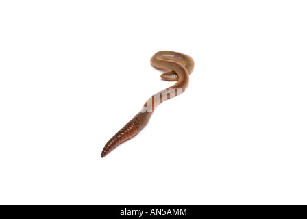 COMMON EARTHWORM Lumbricus terrestris Stock Photo