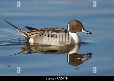 Male Northern Pintail (Anas acuta) swimming on water Stock Photo