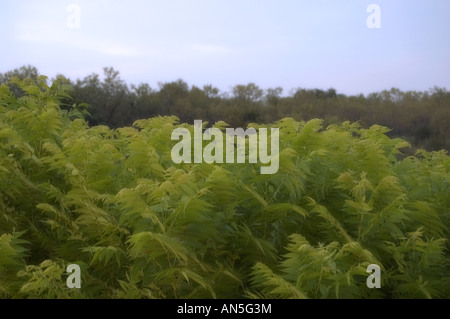 Lacy fern foliage with darker background foliage and blue sky Stock Photo