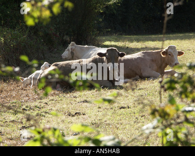 Three cows resting in field lying down on the grass. Stock Photo