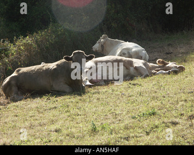 Three cows resting in field lying down on the grass. Stock Photo
