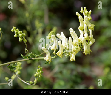 White Monkshood aka Aconite or Wolfsbane, Aconitum ivorine Stock Photo