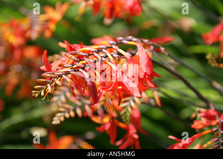 Montbretia Crocosmia Iridaceae antholyza curtonus Stock Photo