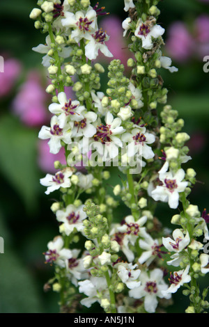 Nettle Leaved Mullein, Verbascum chaixii Album, Scrophulariaceae Stock Photo