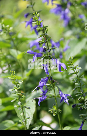 Blue Anise Sage aka Brazilian Sage, Hummingbird Sage, Anise Scented Sage or Giant Blue Sage, Salvia guaranitica Blue Enigma Stock Photo