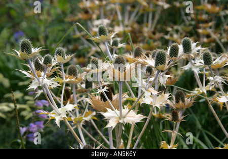 Giant Sea Holly, Eryngium giganteum, Apiaceae, aka Miss Wilmotts Ghost. Hardy herbaceous biennial Stock Photo