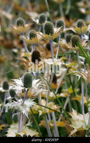 Giant Sea Holly, Eryngium giganteum, Apiaceae, aka Miss Wilmotts Ghost. Hardy herbaceous biennial Stock Photo