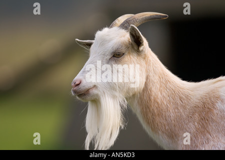 Free range goat Cotswolds United Kingdom Stock Photo