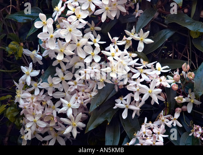 Clematis aremandii in bloom Stock Photo