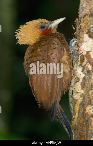 Chestnut-colored Woodpecker (Celeus castaneus) La Selva Reserve, Costa Rica Stock Photo