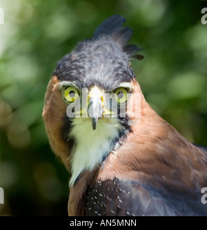 Ornate Hawk Eagle Spizaetus ornatus - Captive Stock Photo