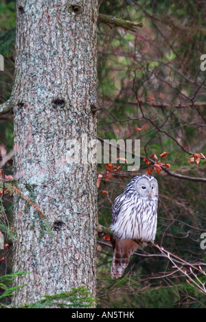 Ural owl Strix uralensis hunt perching in Dinaric forest Stock Photo