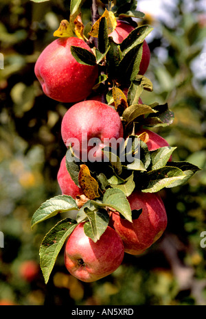 Tiel apple orchard betuwe Netherlands Holland     farm Stock Photo