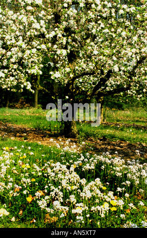 Tiel apple orchard betuwe Netherlands Holland     farm bloom blossom flower flowers blossoms Stock Photo