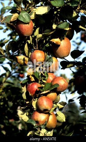 Tiel apple orchard betuwe Netherlands Holland     farm Stock Photo