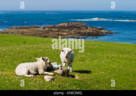 Sheep rest on the field Stock Photo