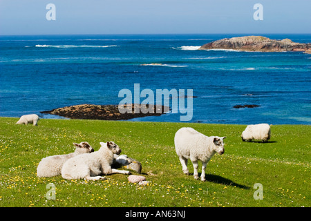 Sheep rest on the field Stock Photo