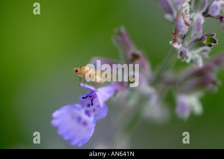 Drosophila melanogaster, a fruit fly, sitting on a catnip flower Stock Photo