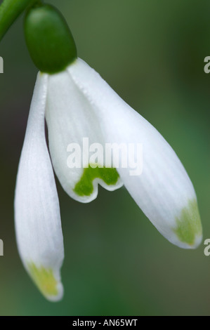 Galanthus viridapice Snowdrop Stock Photo