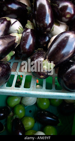 Solanum melongena L. var. esculentum common name egg plant, aubergine or brinjal Stock Photo